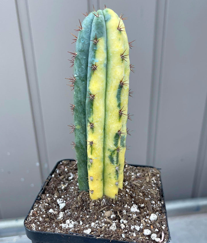 Variegated Cactus | Live Cactus | Live Plant | Rare Plant