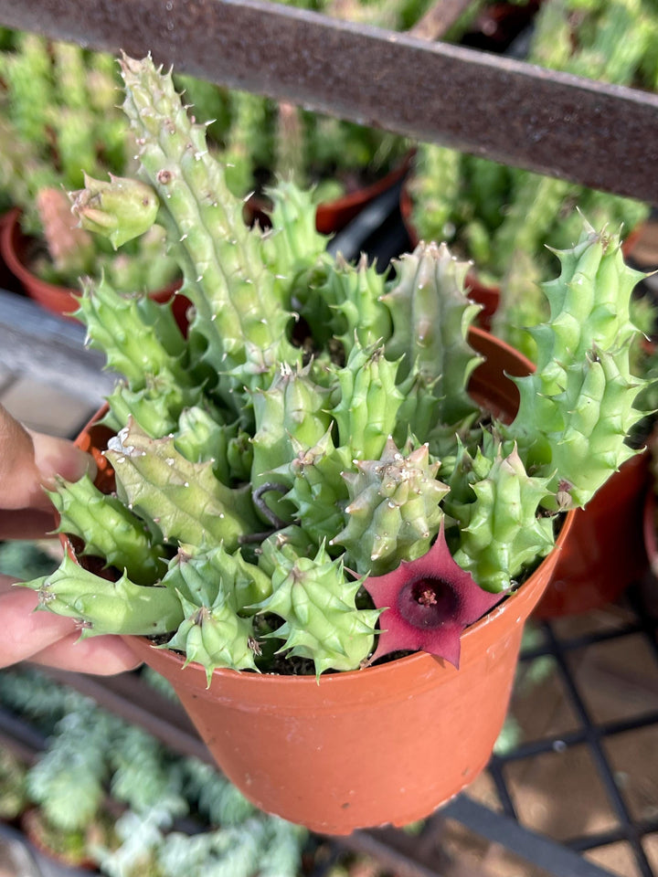 Huernia Schneideriana | Huernia Macrocarpa | Lifesaver | Rare succulent