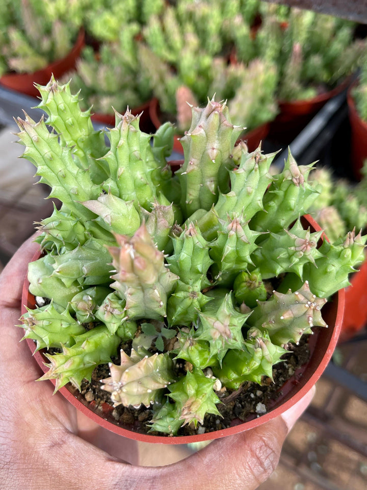 Huernia Schneideriana | Huernia Macrocarpa | Lifesaver | Rare succulent