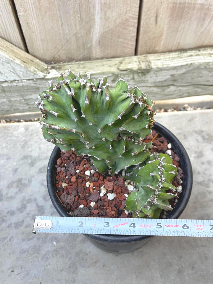 Crested Euphorbia Kibwezensis | Rare Cactus | Live Plant