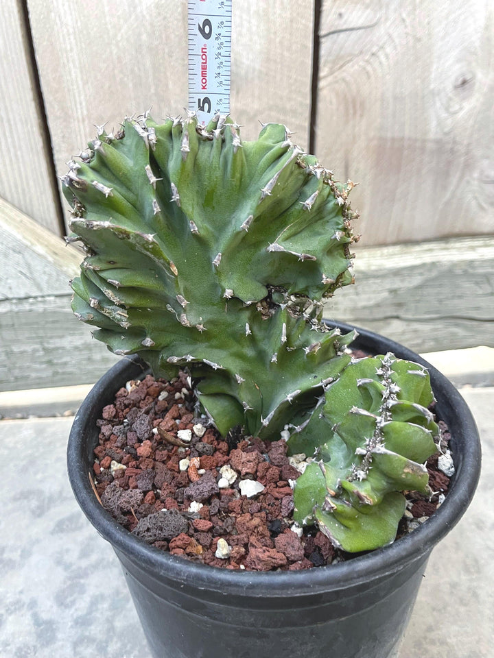 Crested Euphorbia Kibwezensis | Rare Cactus | Live Plant