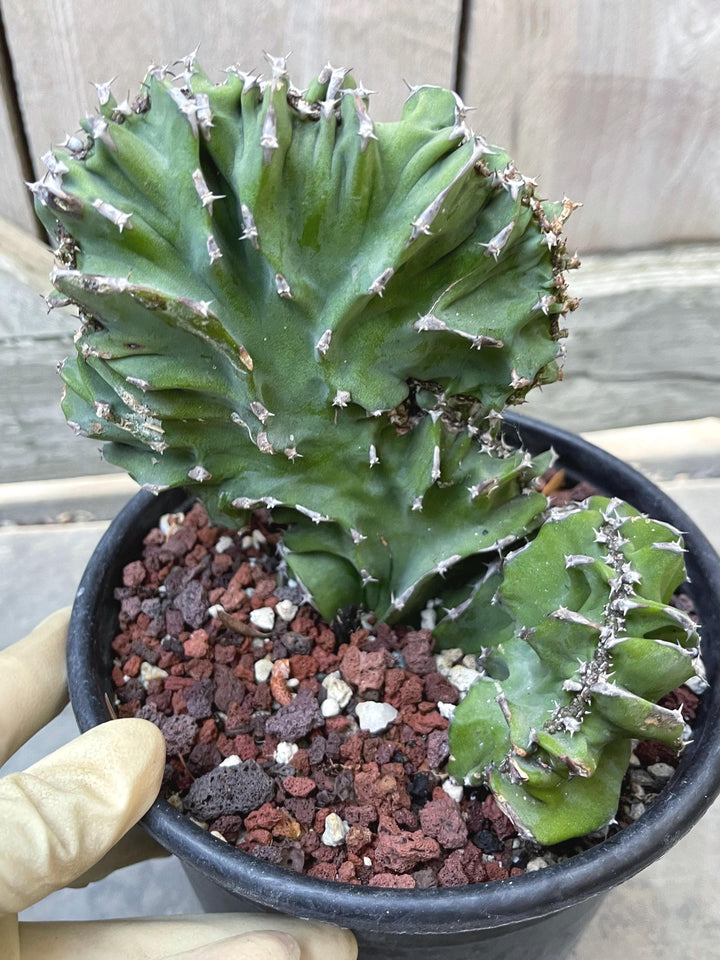 Crested Euphorbia Kibwezensis | Rare Cactus | Live Plant