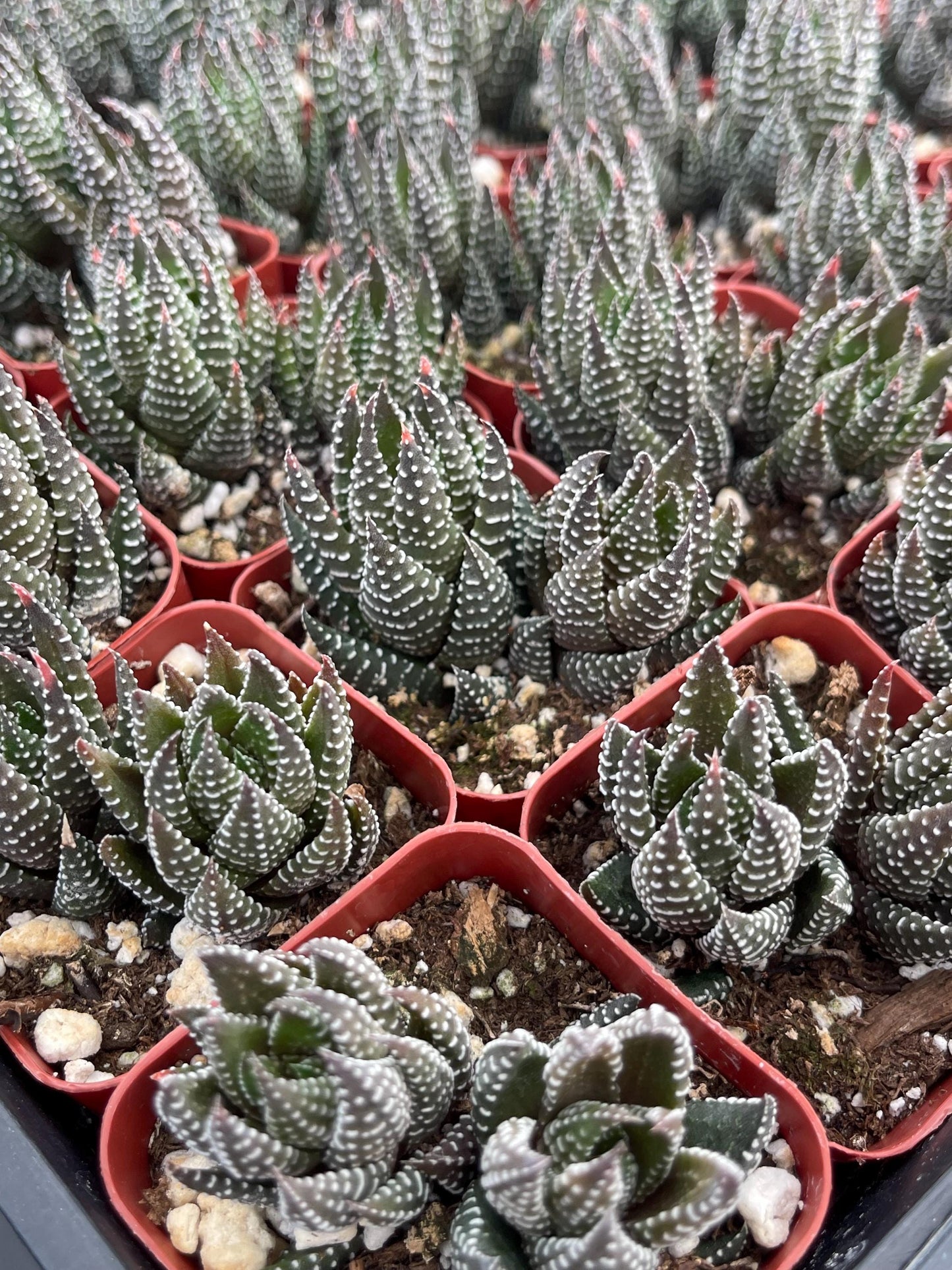 Harworthia Coarctata | Live Succulent | Live Plant