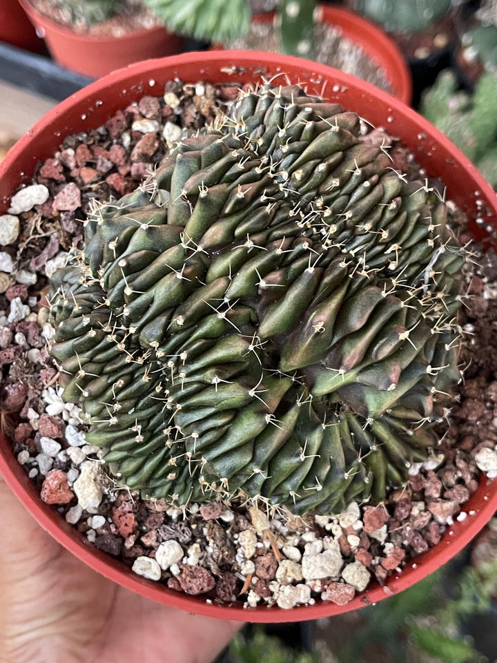 Crested Gymnocalycium Mihanovichii ‘Inermis’ f. Cristata | Rare Plant | Live Plant