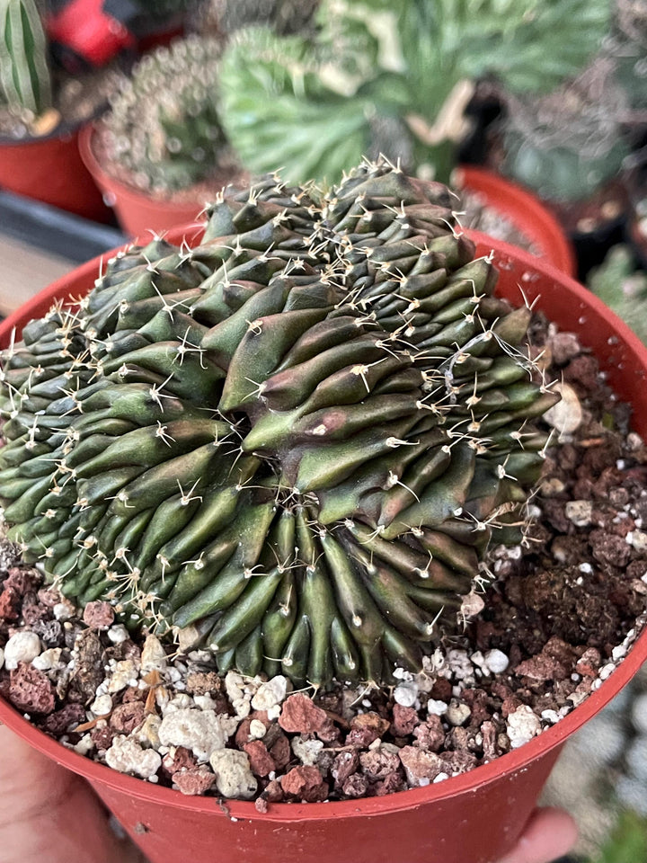 Crested Gymnocalycium Mihanovichii ‘Inermis’ f. Cristata | Rare Plant | Live Plant