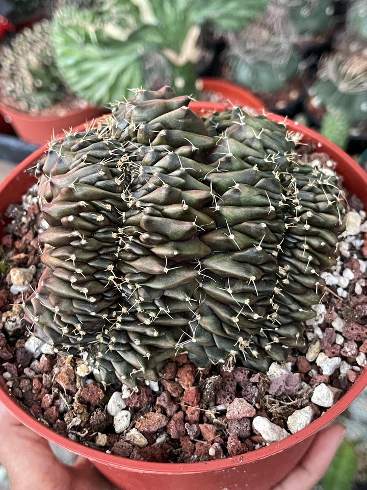 Crested Gymnocalycium Mihanovichii ‘Inermis’ f. Cristata | Rare Plant | Live Plant