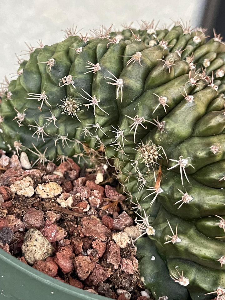 Crested Gymnocalycium Mihanovichii ‘Inermis’ f. Cristata | Rare Plant | Live Plant