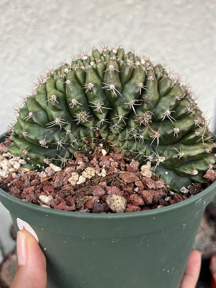 Crested Gymnocalycium Mihanovichii ‘Inermis’ f. Cristata | Rare Plant | Live Plant