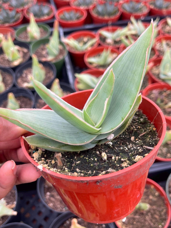 Coral Aloe Striata | Live Aloe | Live Plant