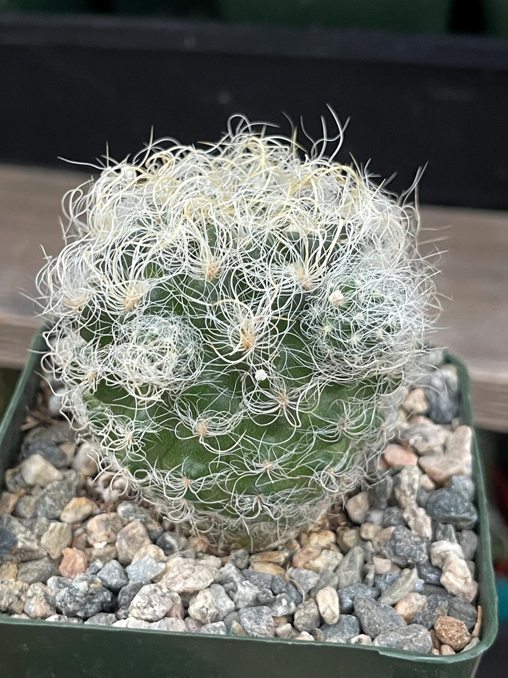 Neoporteria Nidus Senilis | Live Cactus