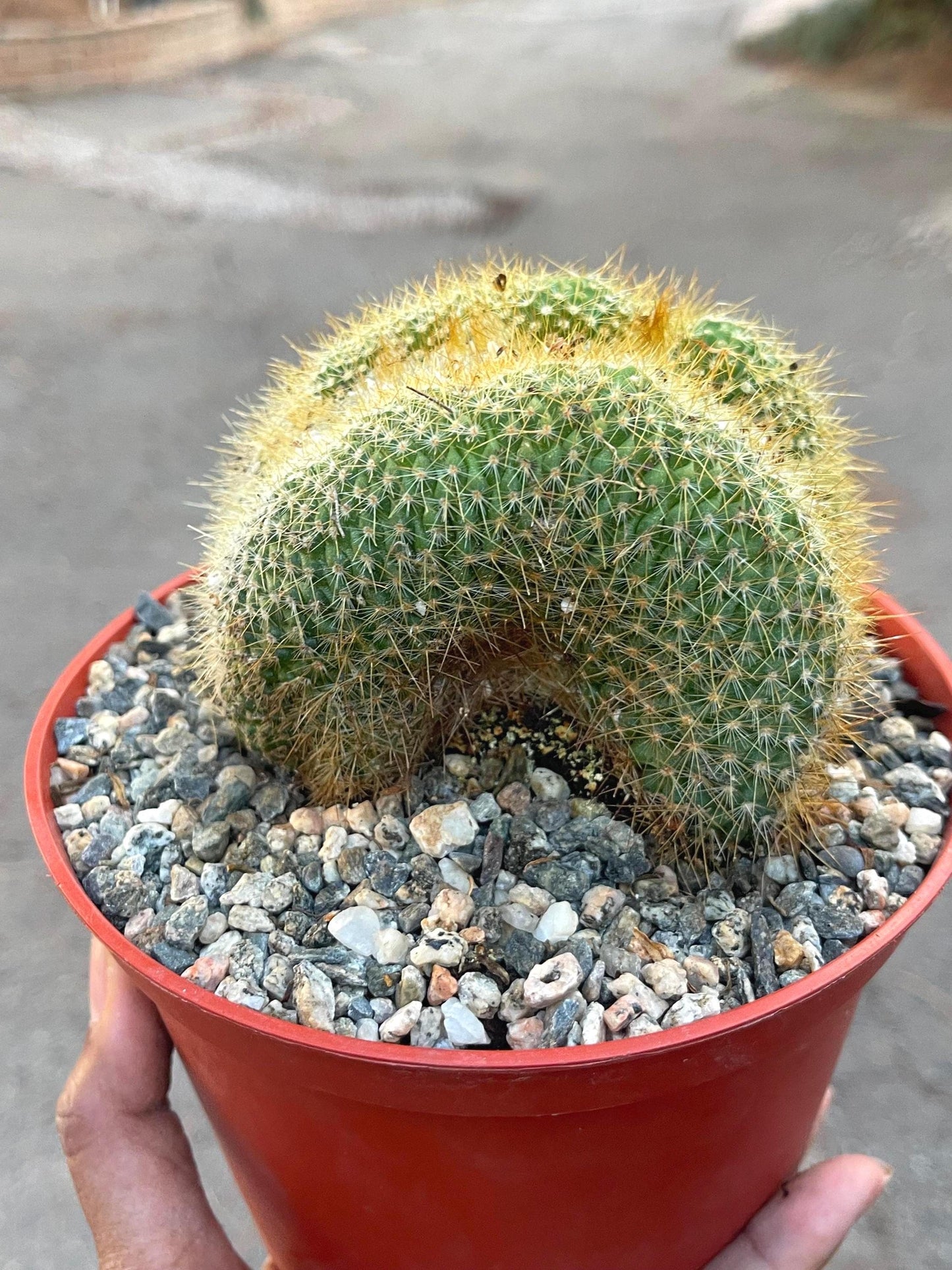 Parodia Leninghausii f. Cristata | Rare Item | Live Succulent