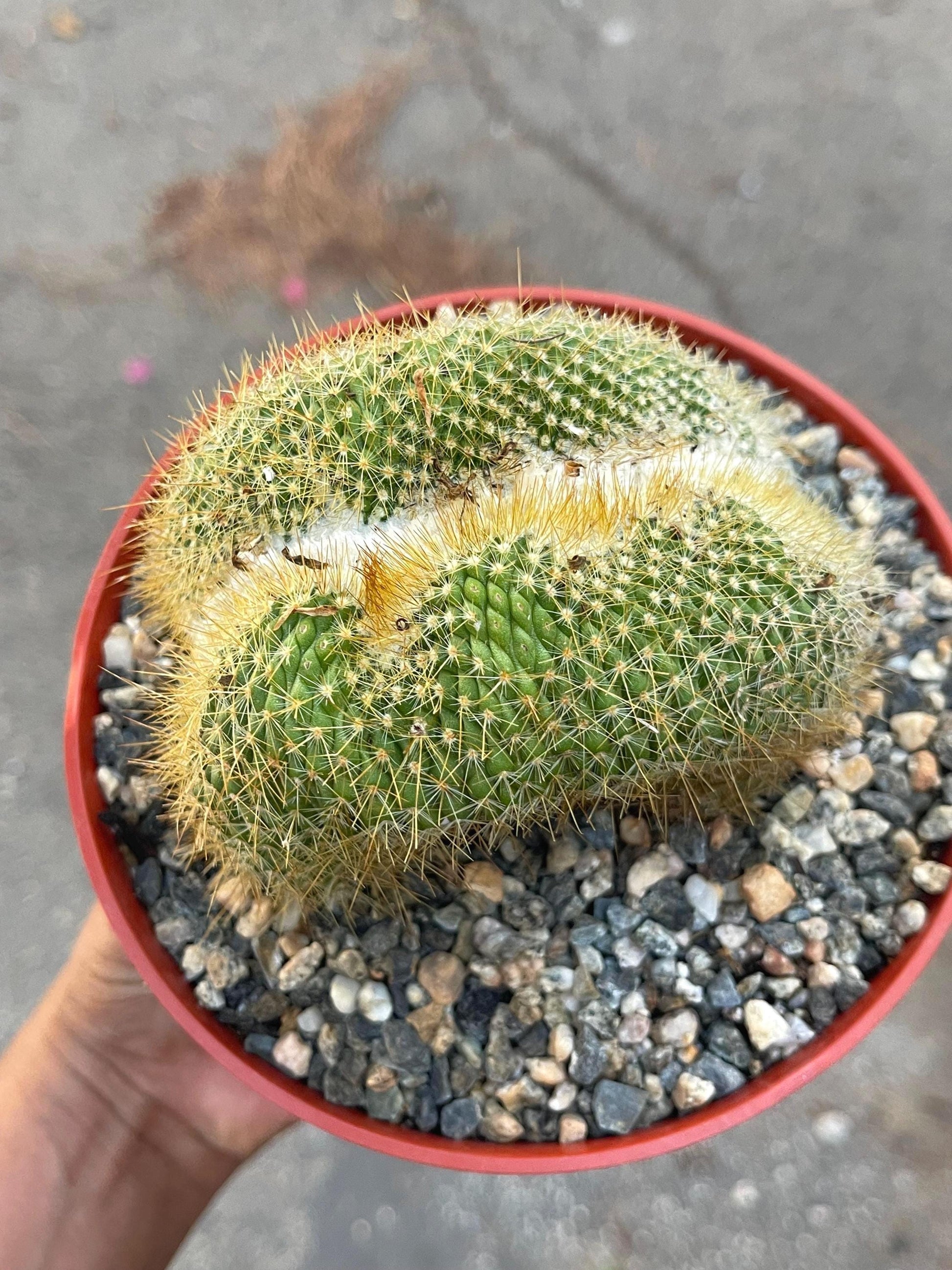 Parodia Leninghausii f. Cristata | Rare Item | Live Succulent