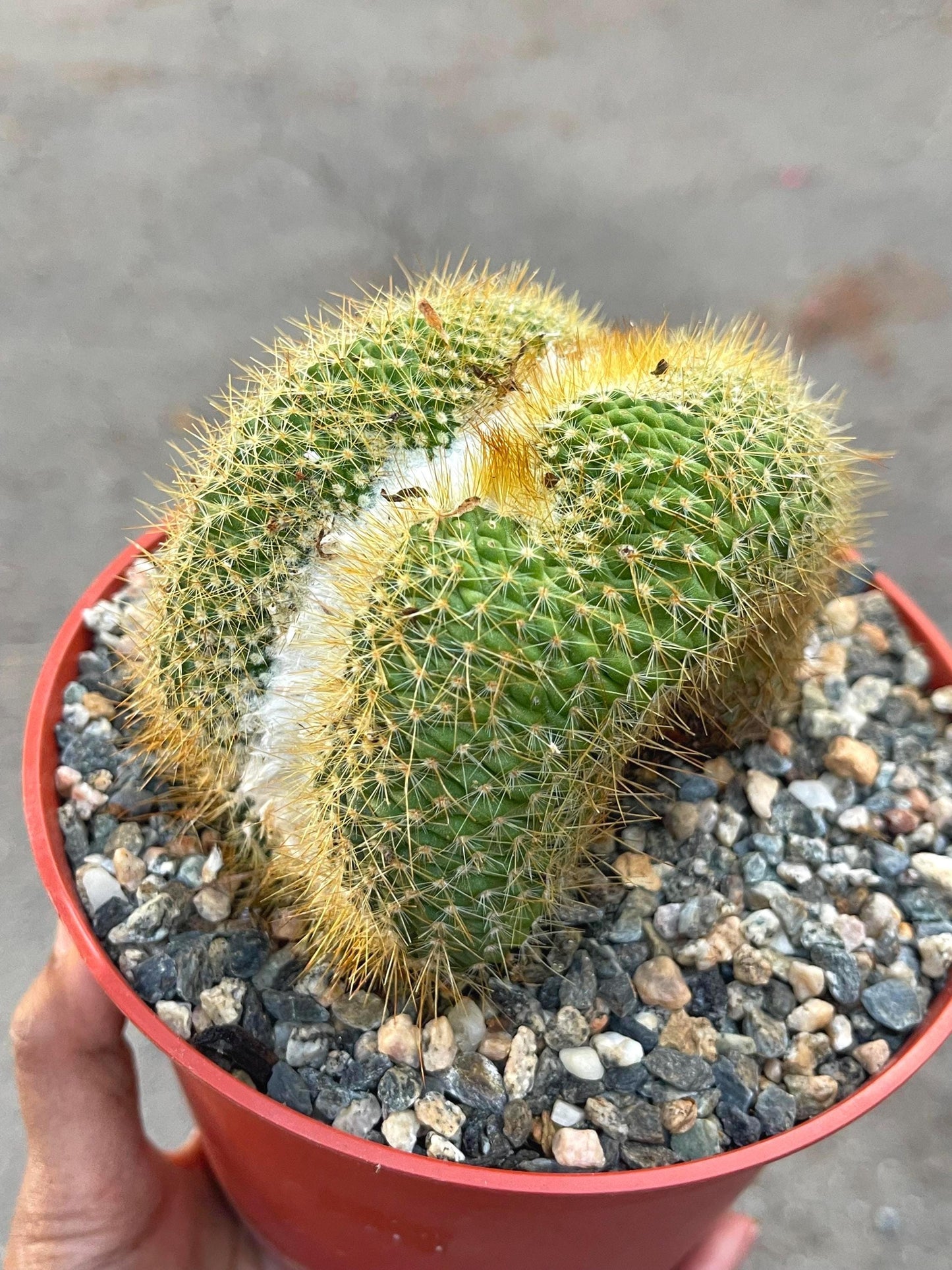 Parodia Leninghausii f. Cristata | Rare Item | Live Succulent