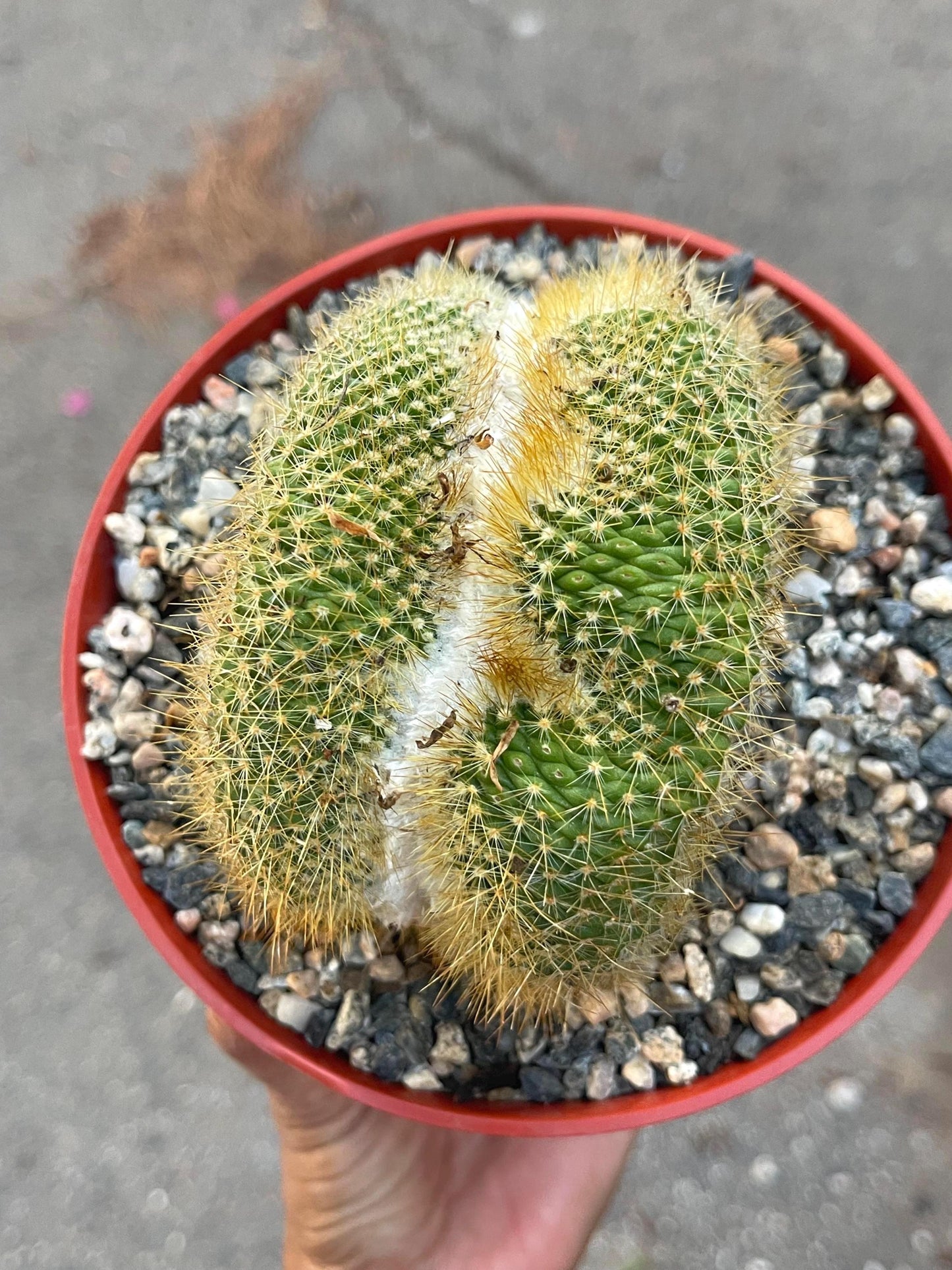 Parodia Leninghausii f. Cristata | Rare Item | Live Succulent