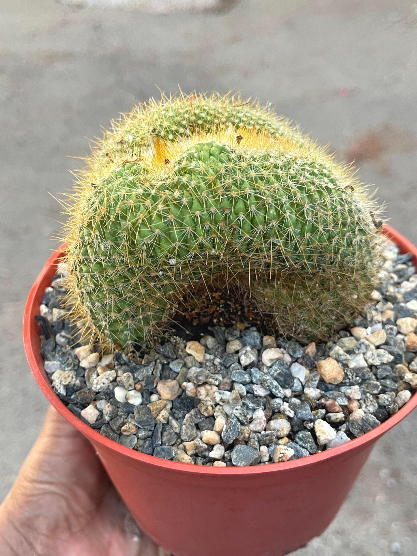 Parodia Leninghausii f. Cristata | Rare Item | Live Succulent