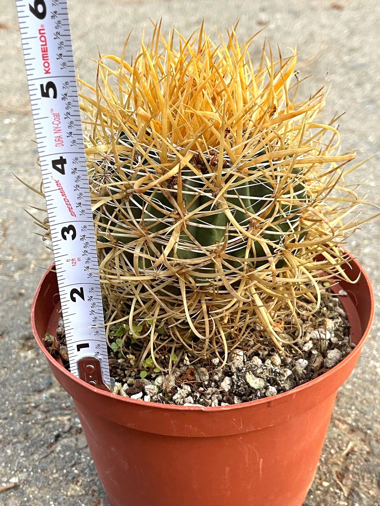 Ferocactus Chrysacanthus | Live Cactus | Live Plant