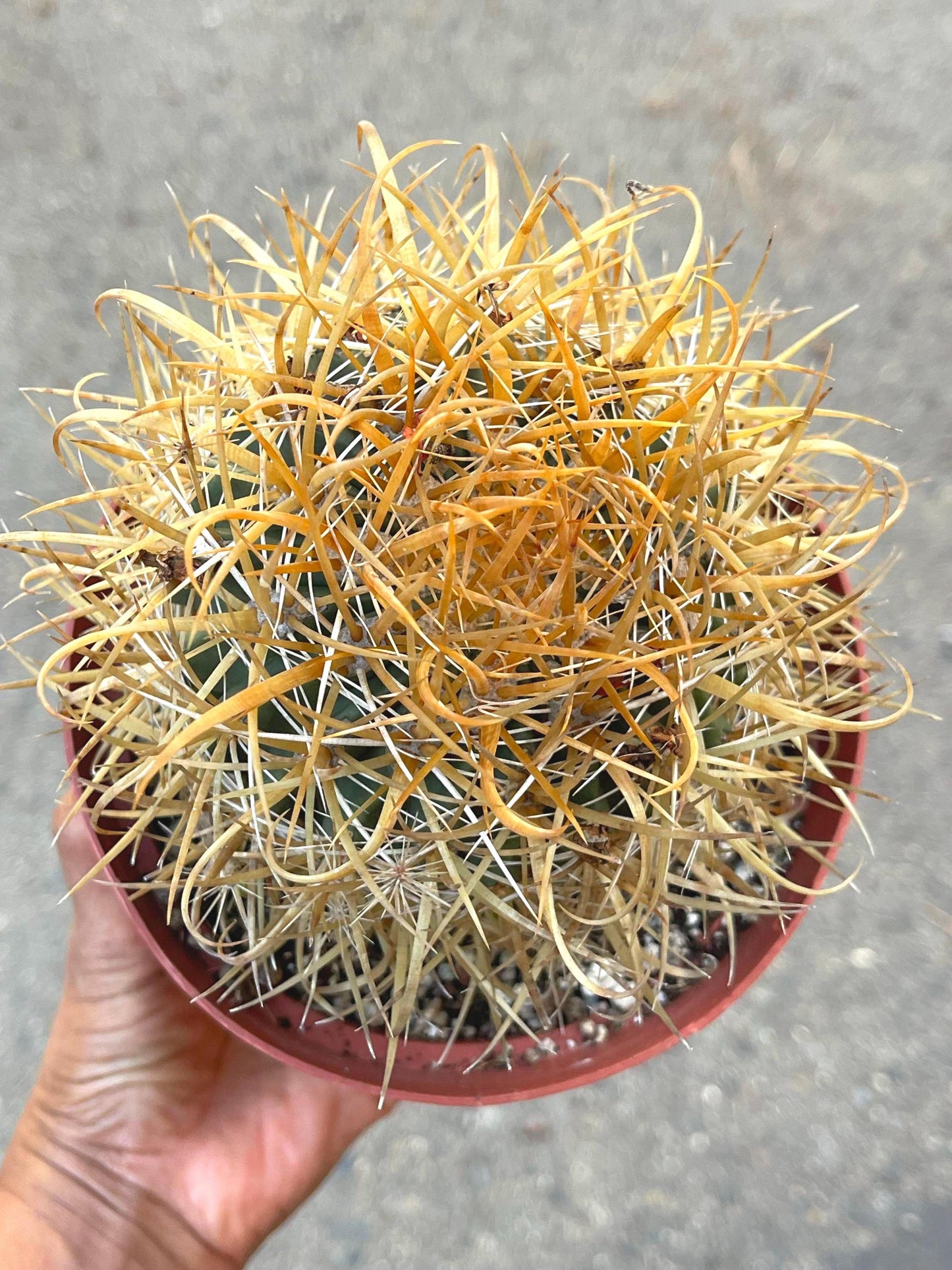 Ferocactus Chrysacanthus | Live Cactus | Live Plant