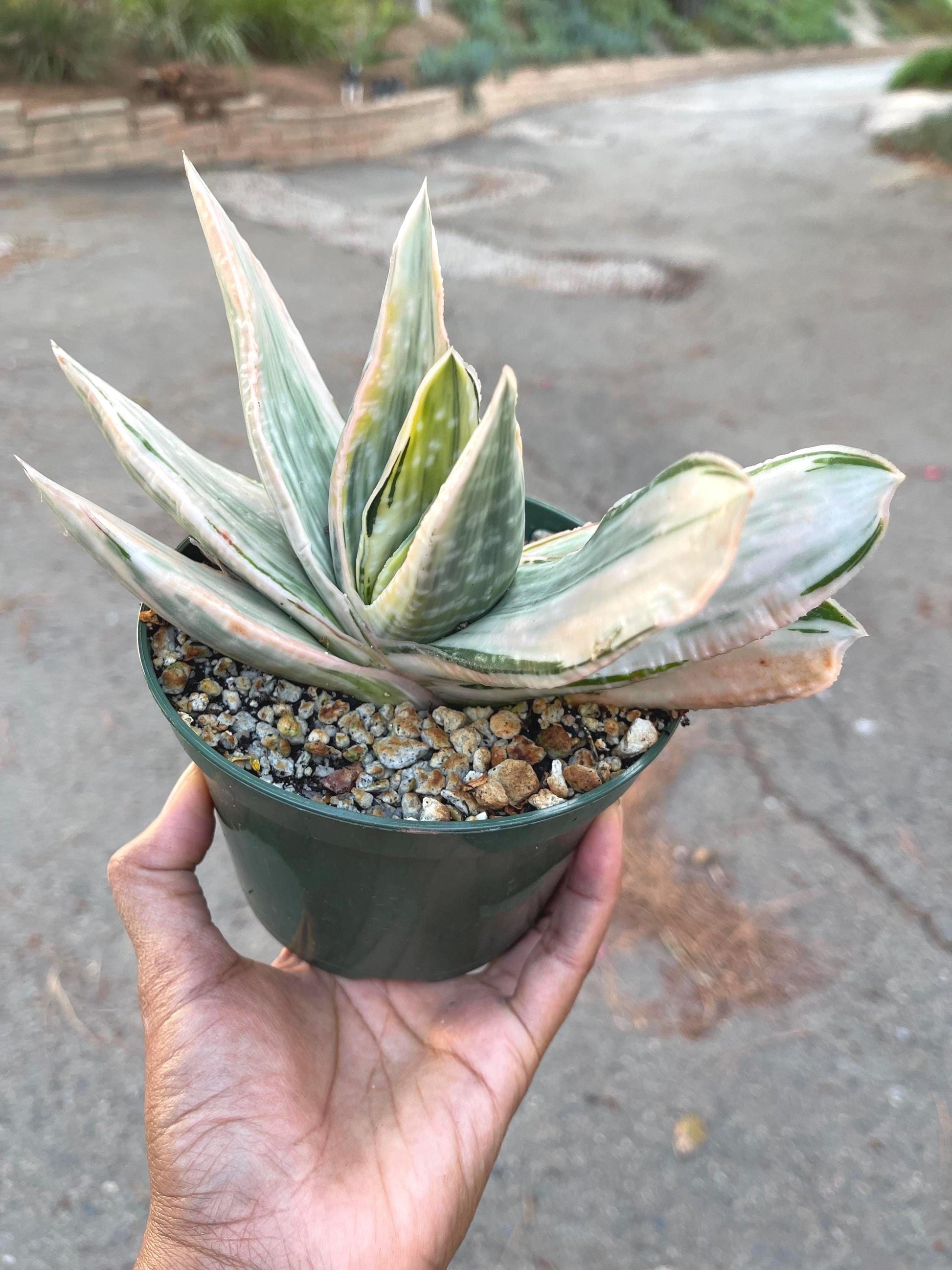 Gasteria Hybrids | Rare Succulent | Live Plant