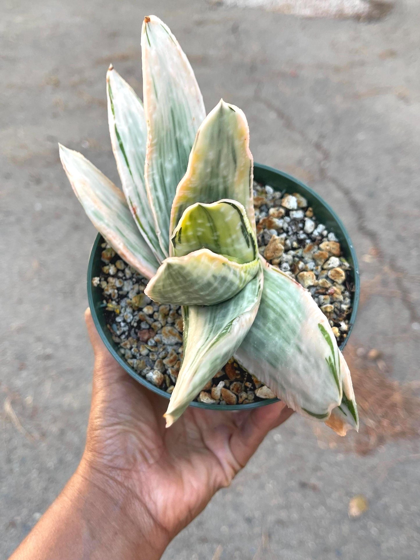 Gasteria Hybrids | Rare Succulent | Live Plant