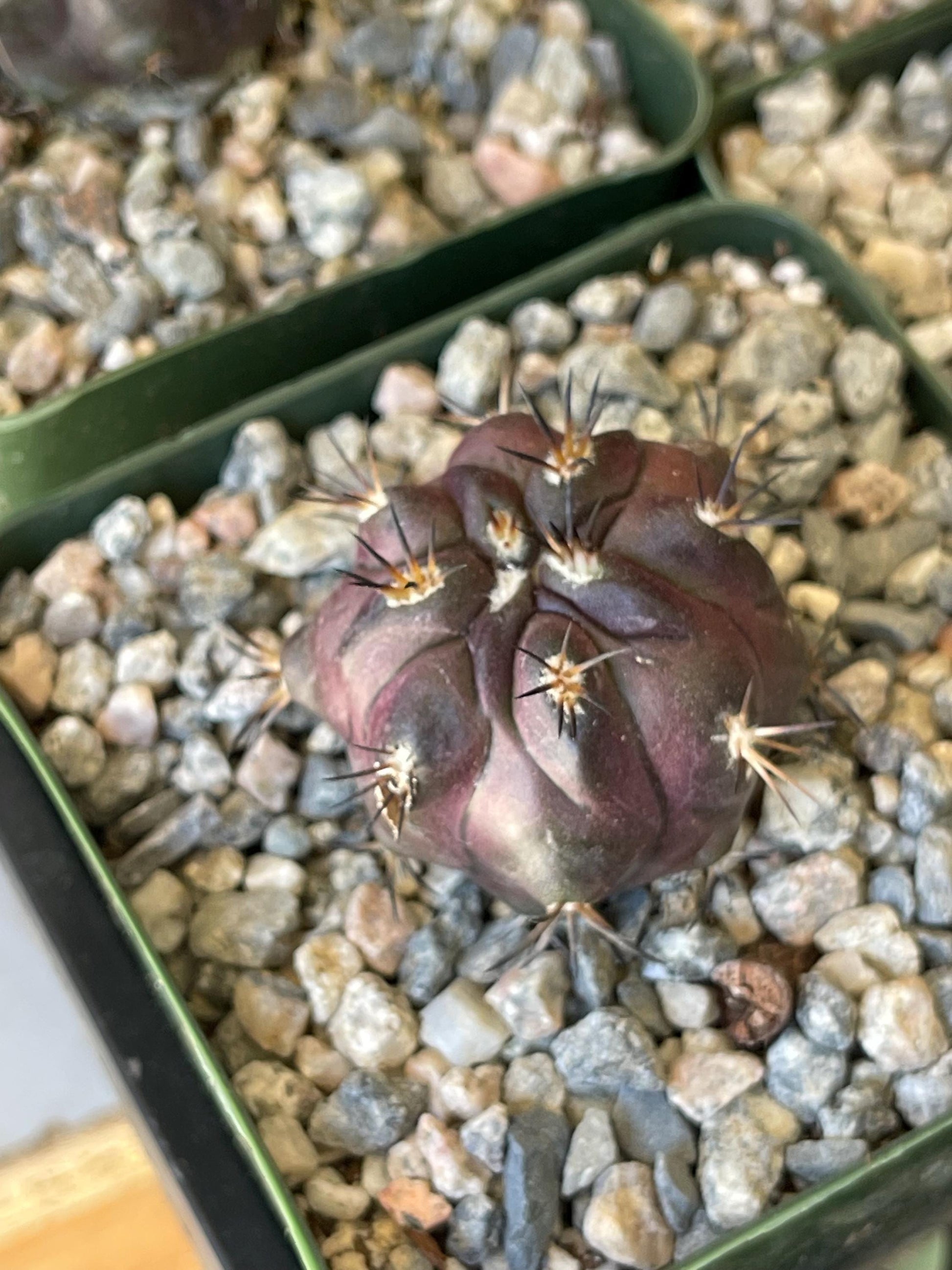 Copiapoa Echinoides | Copiapoa Dura | Rare Cactus | Live Plant | Rare Plant