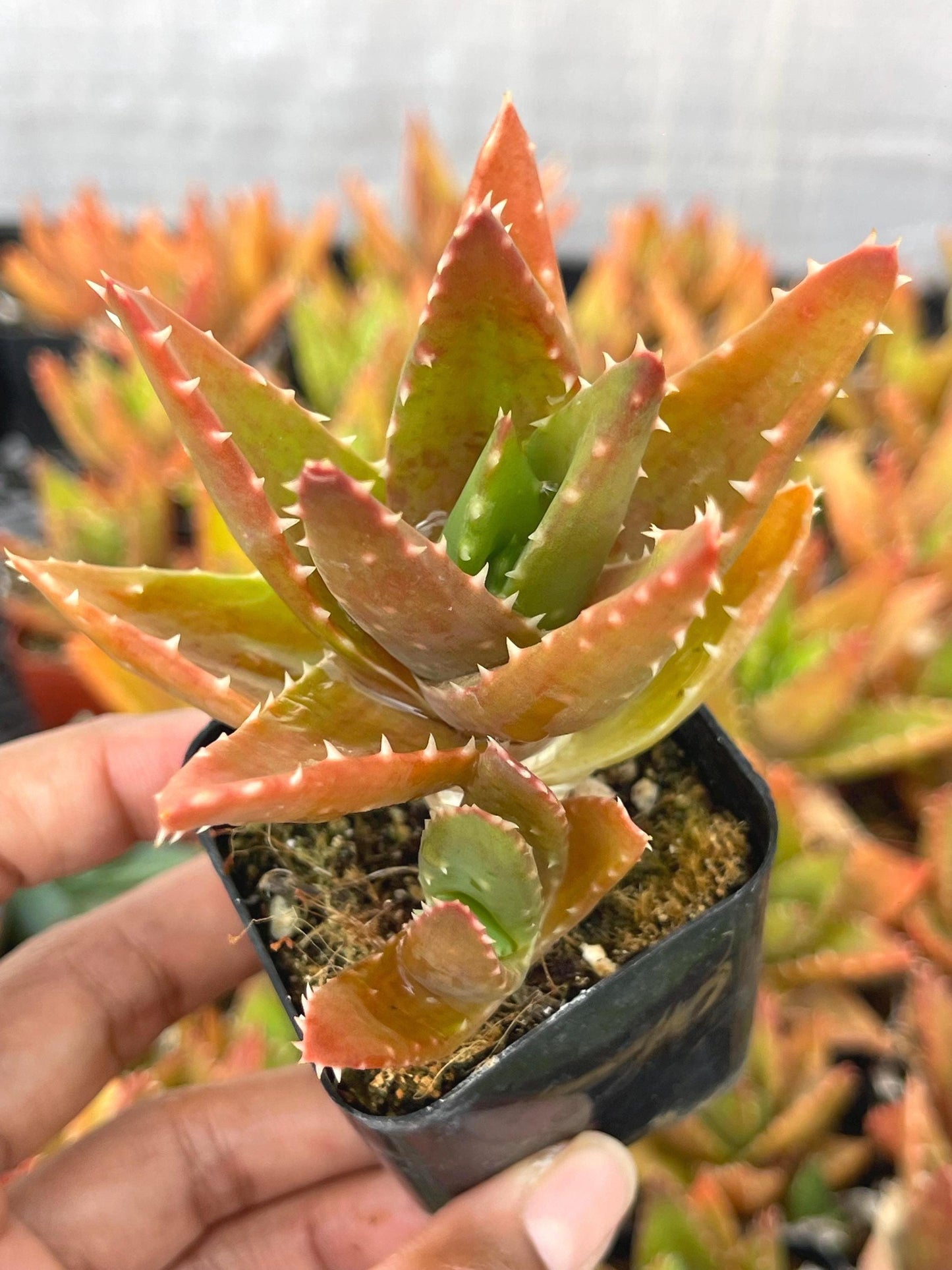 Aloe Perfoliata | Live Succulent | Live Plant