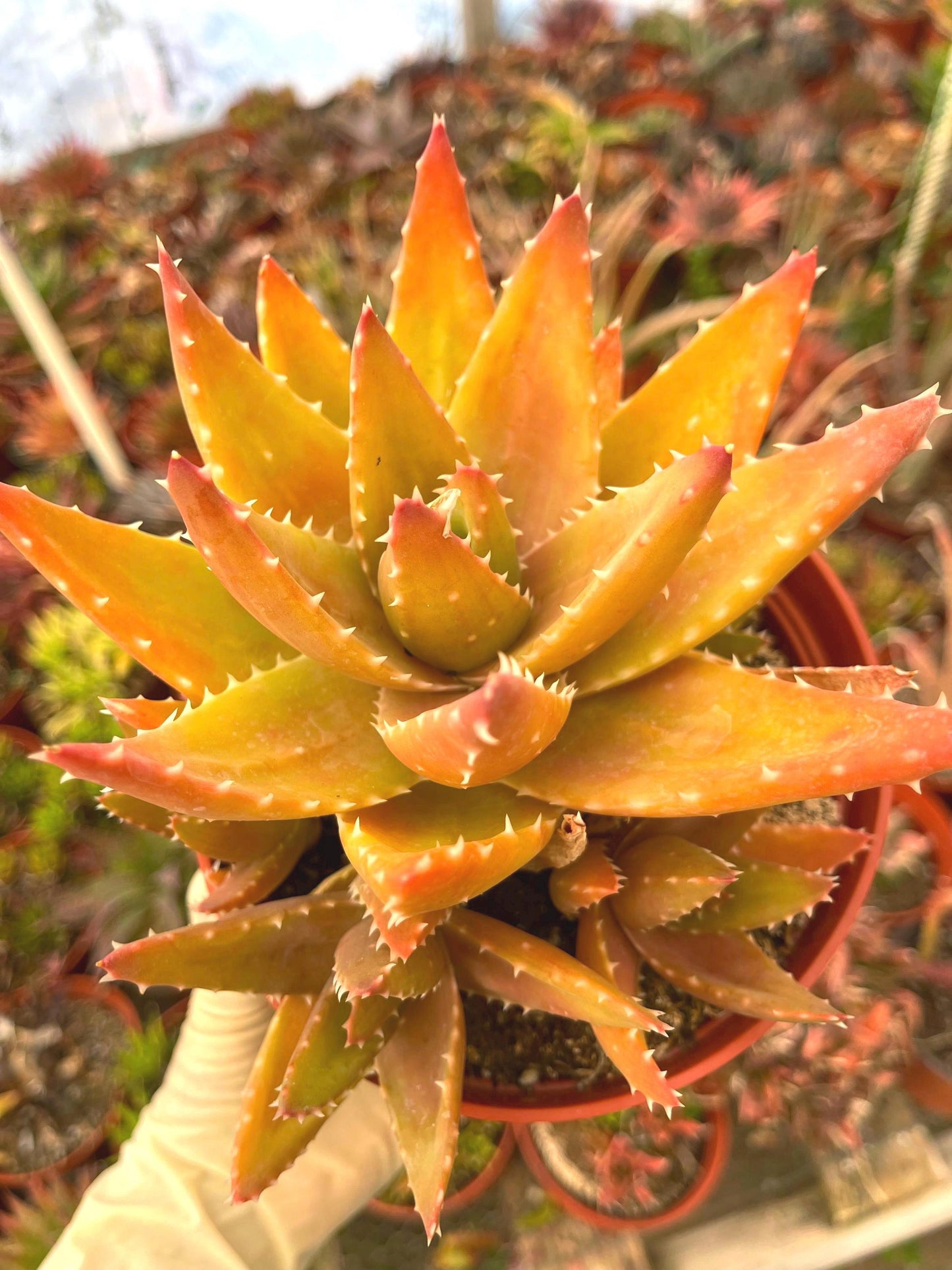 Aloe Perfoliata | Live Succulent | Live Plant