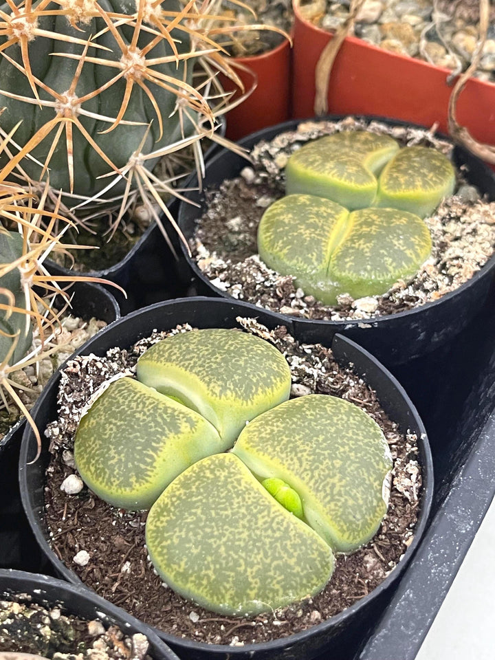 Lithops Living Stone succulent | Live Plant