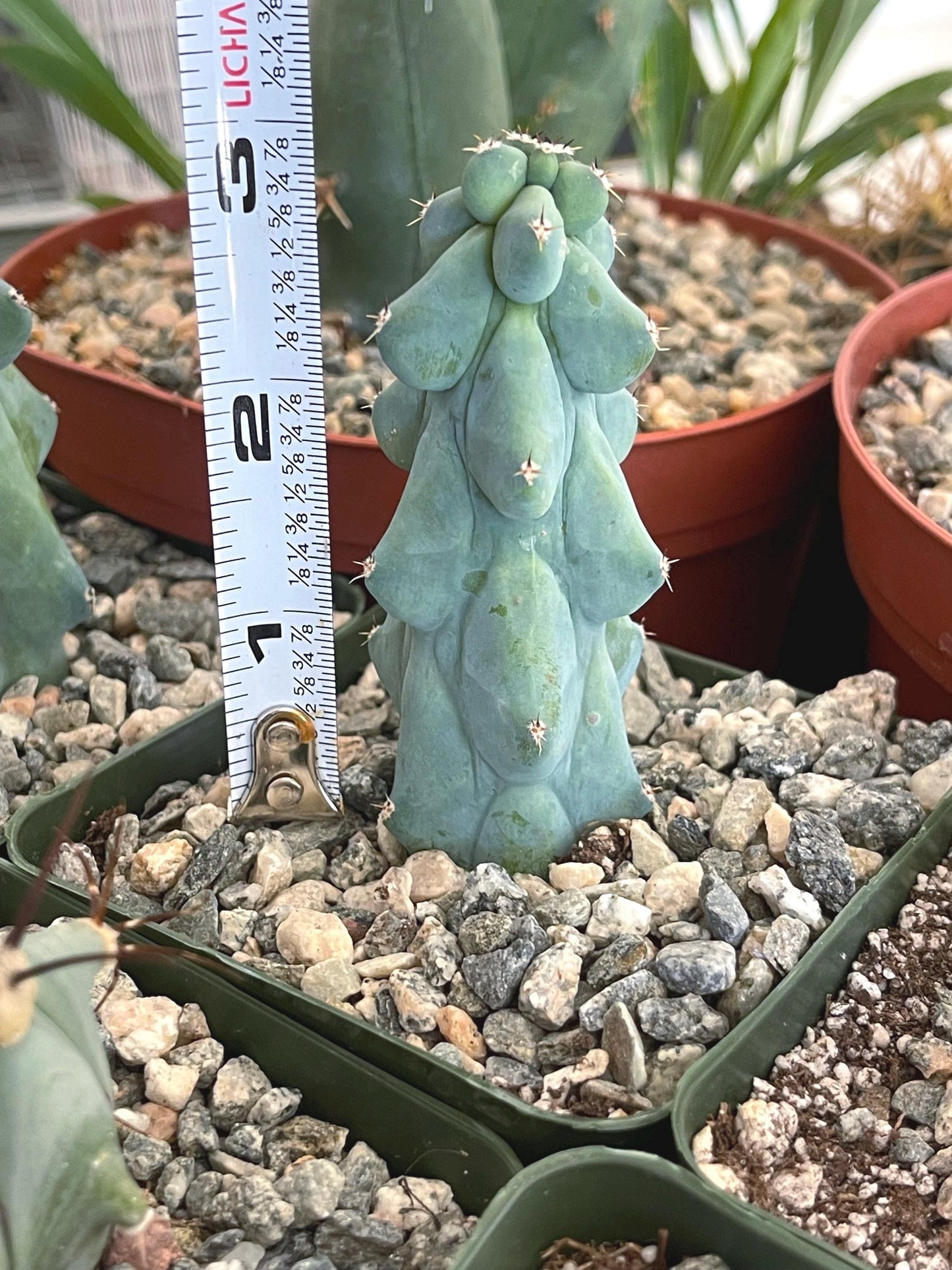 Boobie Cactus | Myrtillocactus Geometrizans Fukurokuryuzinboku | Rare Cactus