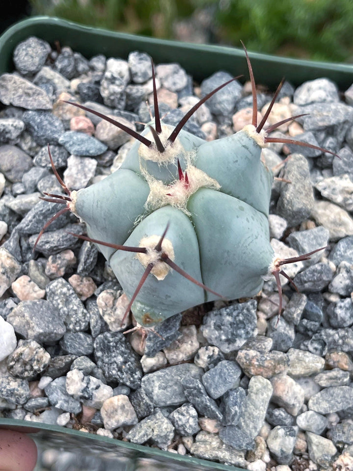 Echinocactus Ingens | Live Plant | Live Cactus