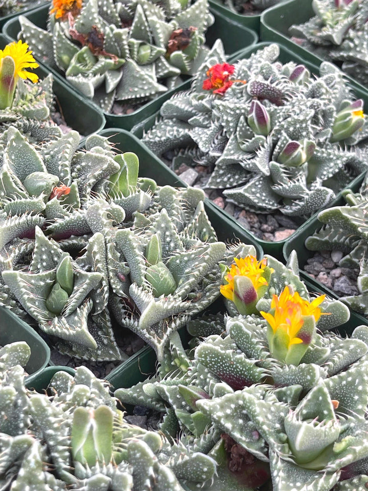 Faucaria Tuberculosa Clusters | Tiger Jaws | Shark’s Jaw | Succulent