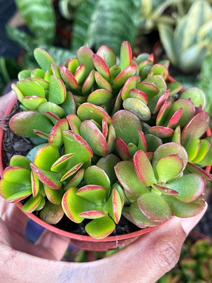 4” Cutting Jade Plant | Crassula Ovata | Live Succulent