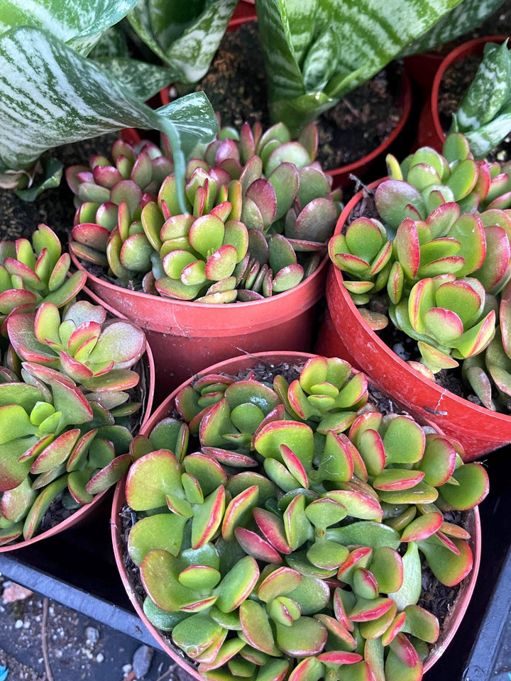 live jade plant near me 4” Cutting Jade Plant | Crassula Ovata