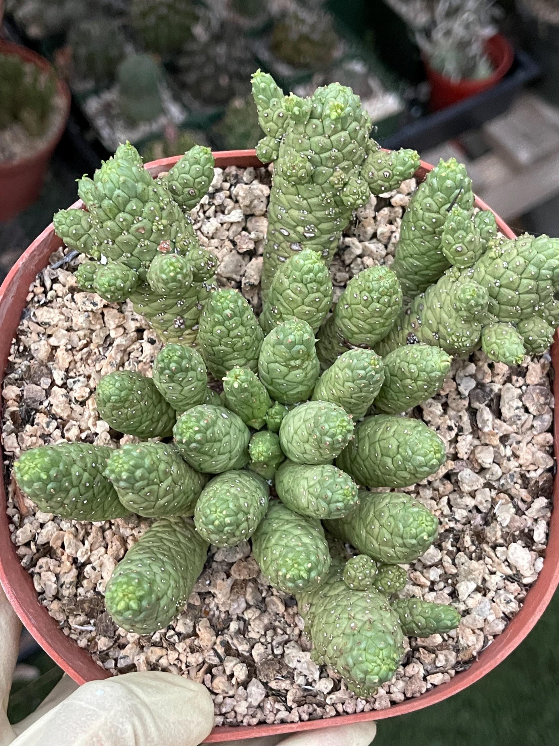 Euphorbia Colliculina | Euphorbia Medusa | Live Plant | Rare Plant