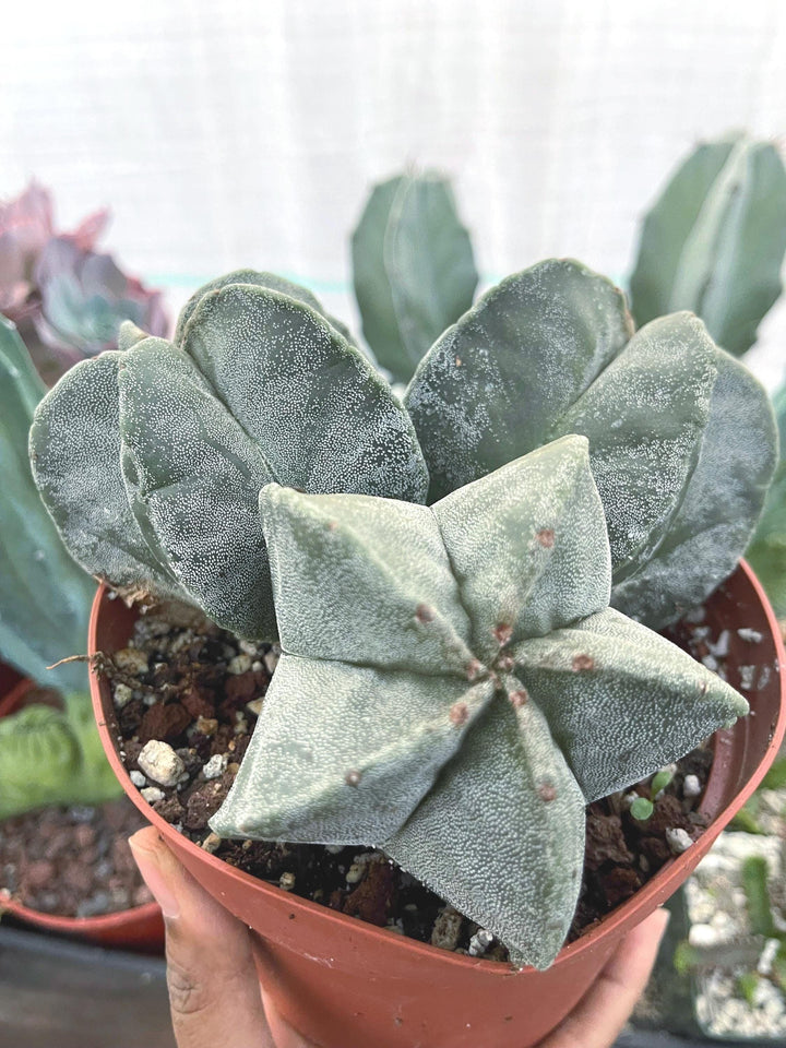 2.5 Astrophytum | Live Cactus | Live Plant