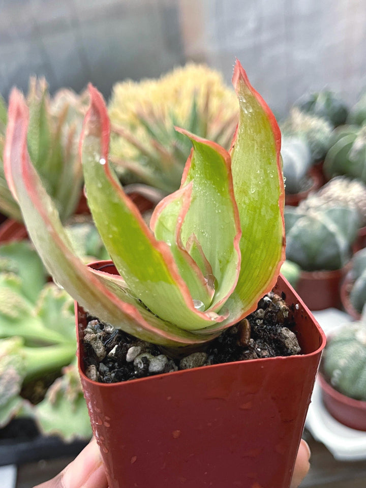 Coral Aloe Striata | Live Aloe | Live Plant