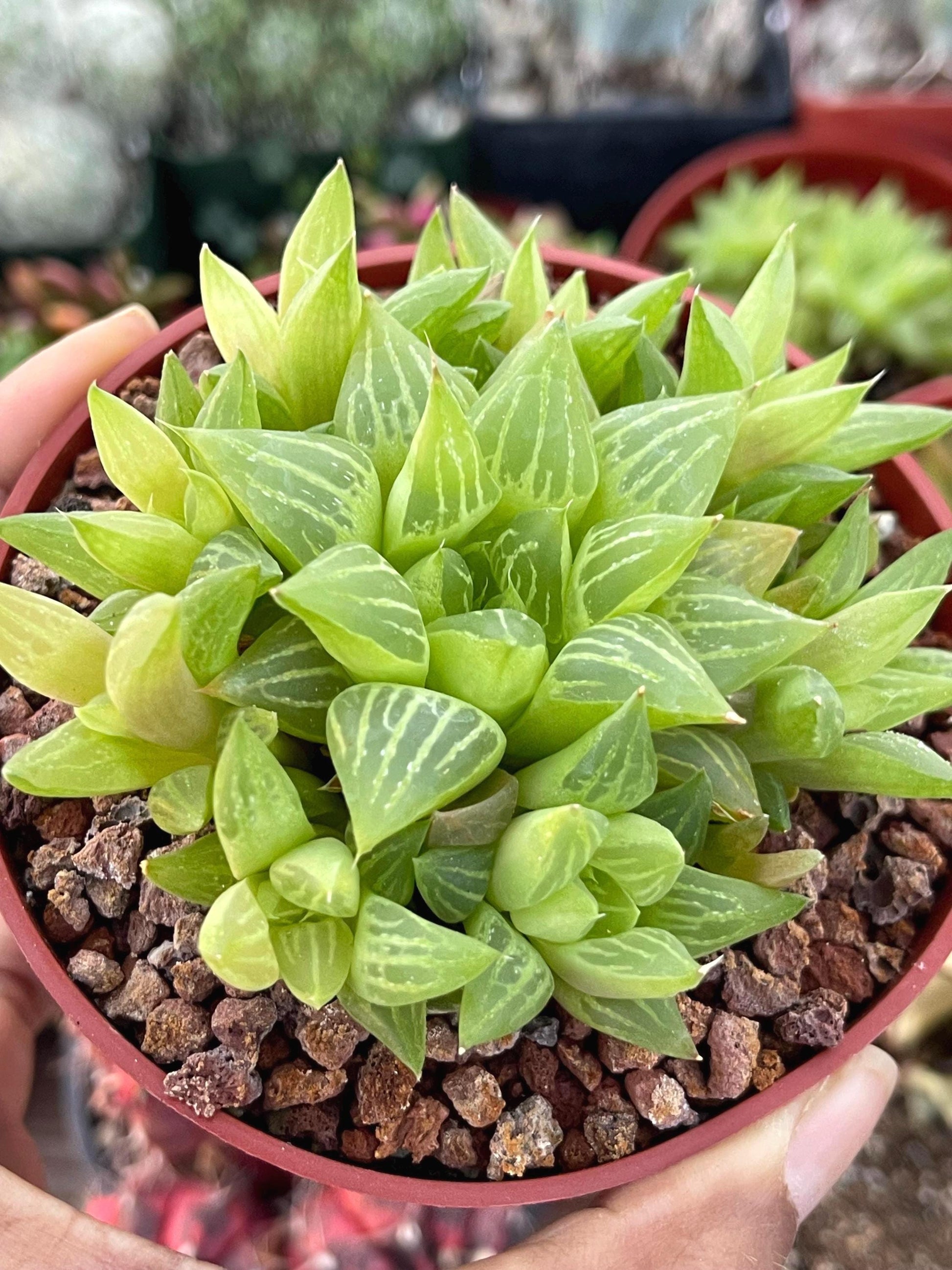 Haworthia Retusa Clusters | Live Succulent