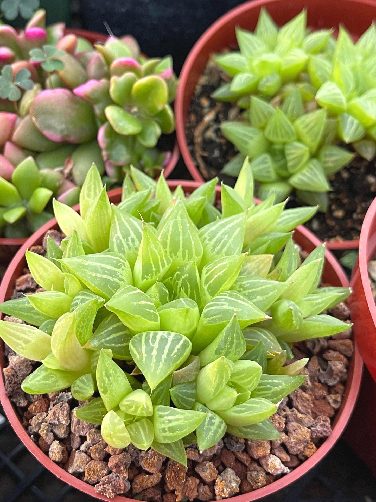 Haworthia Retusa Clusters | Live Succulent