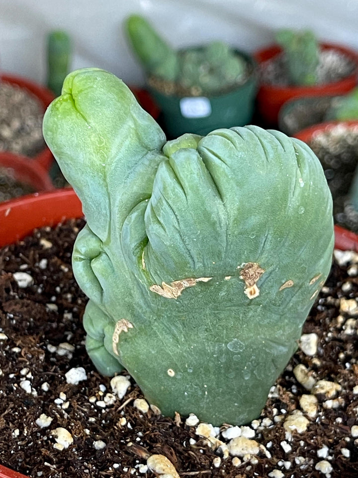 Crested Cactus | Live Plant | Rare Plant | Live Cactus