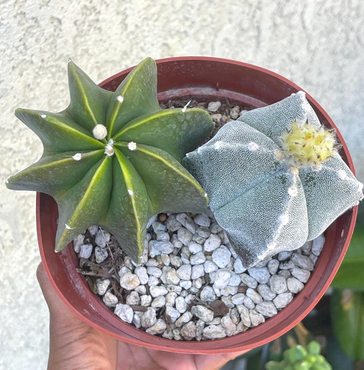 6” Astrophytum | Live Cactus | Live Plant