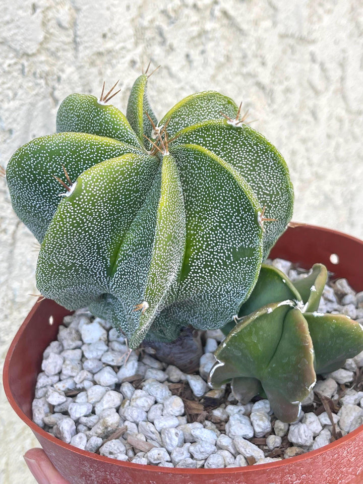 6” Astrophytum | Live Cactus | Live Plant