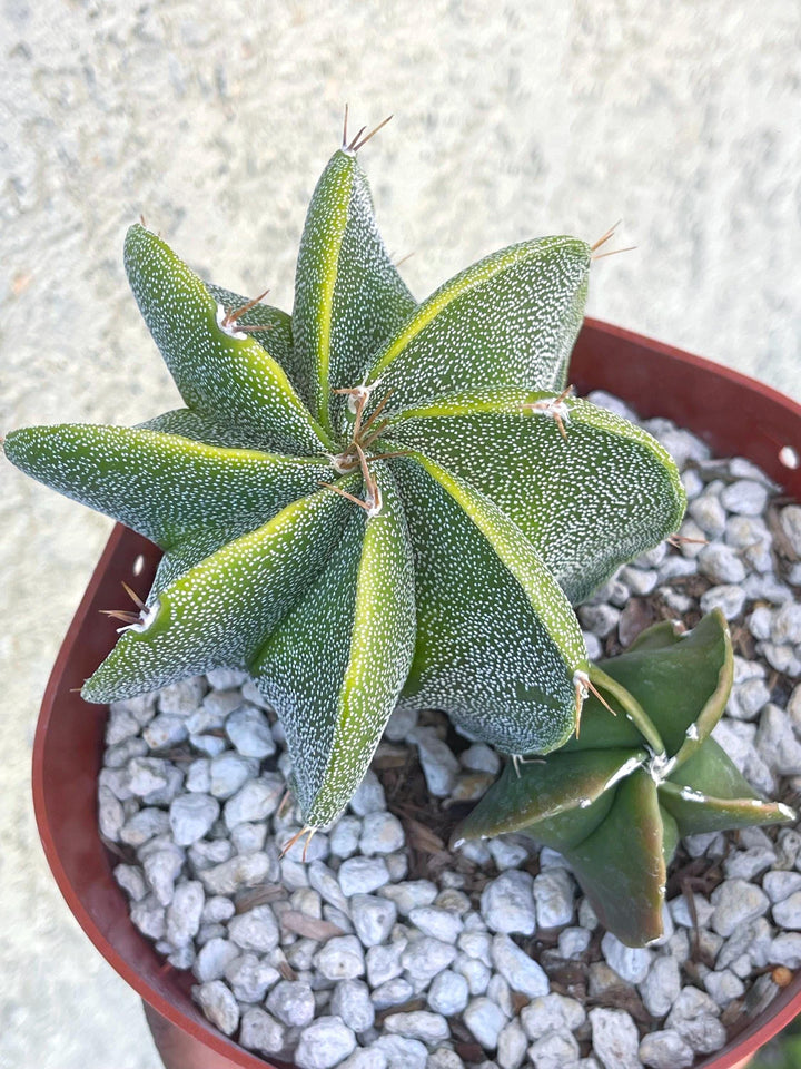 6” Astrophytum | Live Cactus | Live Plant