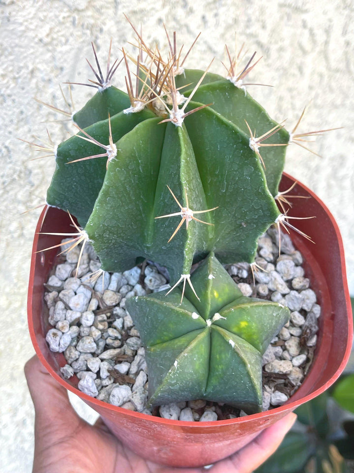 6” Astrophytum | Live Cactus | Live Plant