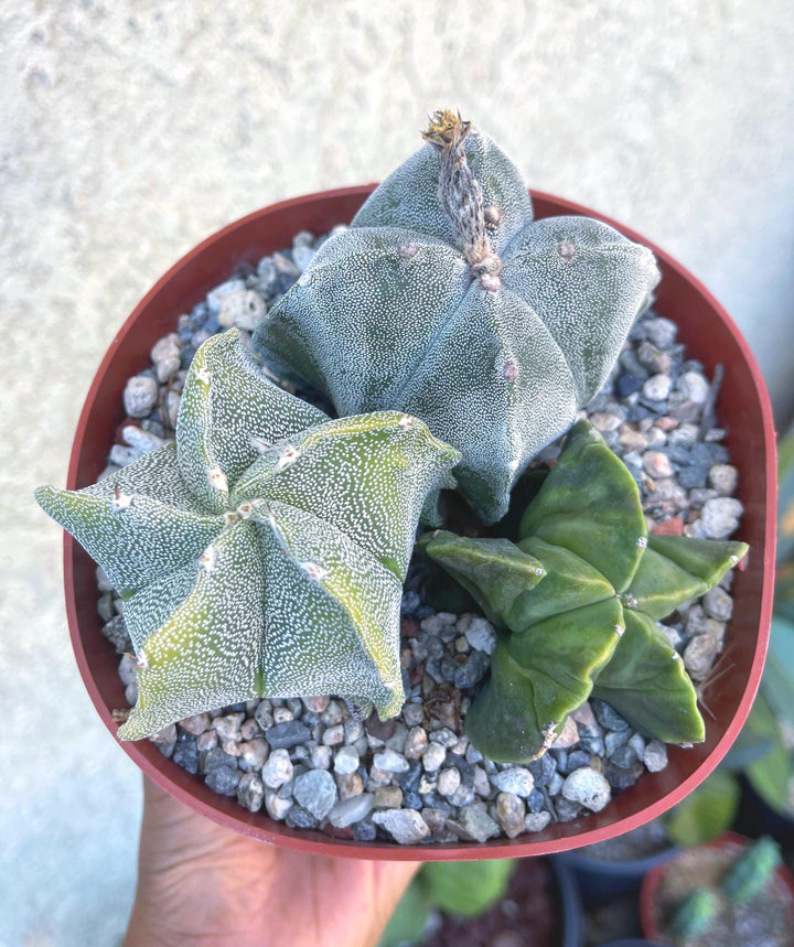 6” Astrophytum | Live Cactus | Live Plant