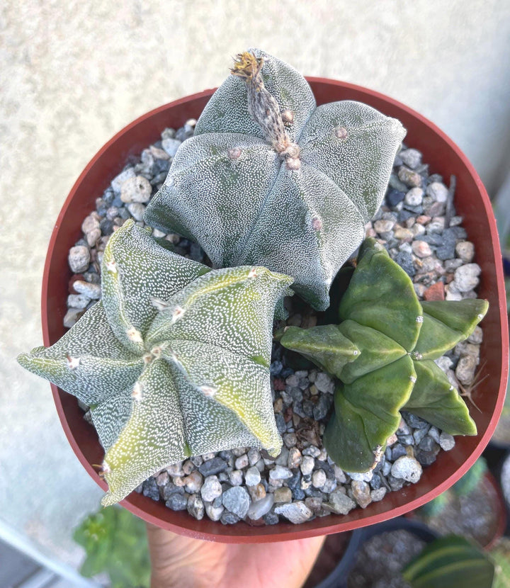 6” Astrophytum | Live Cactus | Live Plant