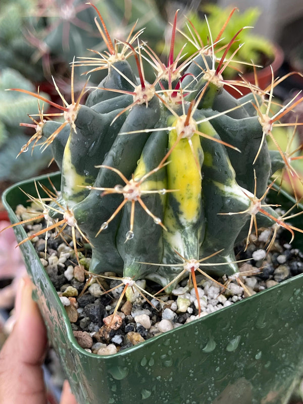 Variegated Ferocactus gracilis coloratus | Red Barrel Cactus | Rare Cactus | Live Plant