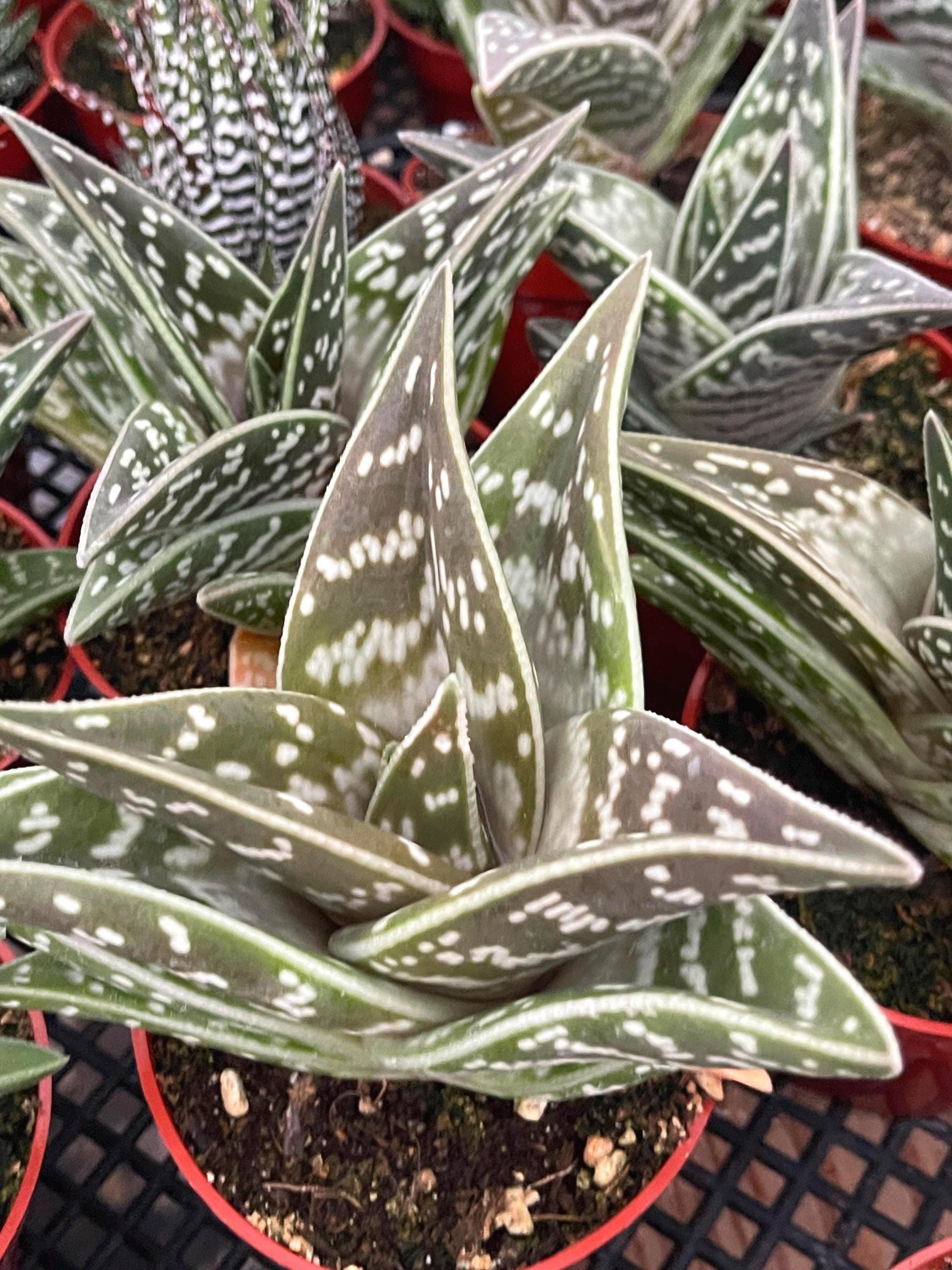 Tiger Aloe | Aloe variegata | Live Plant