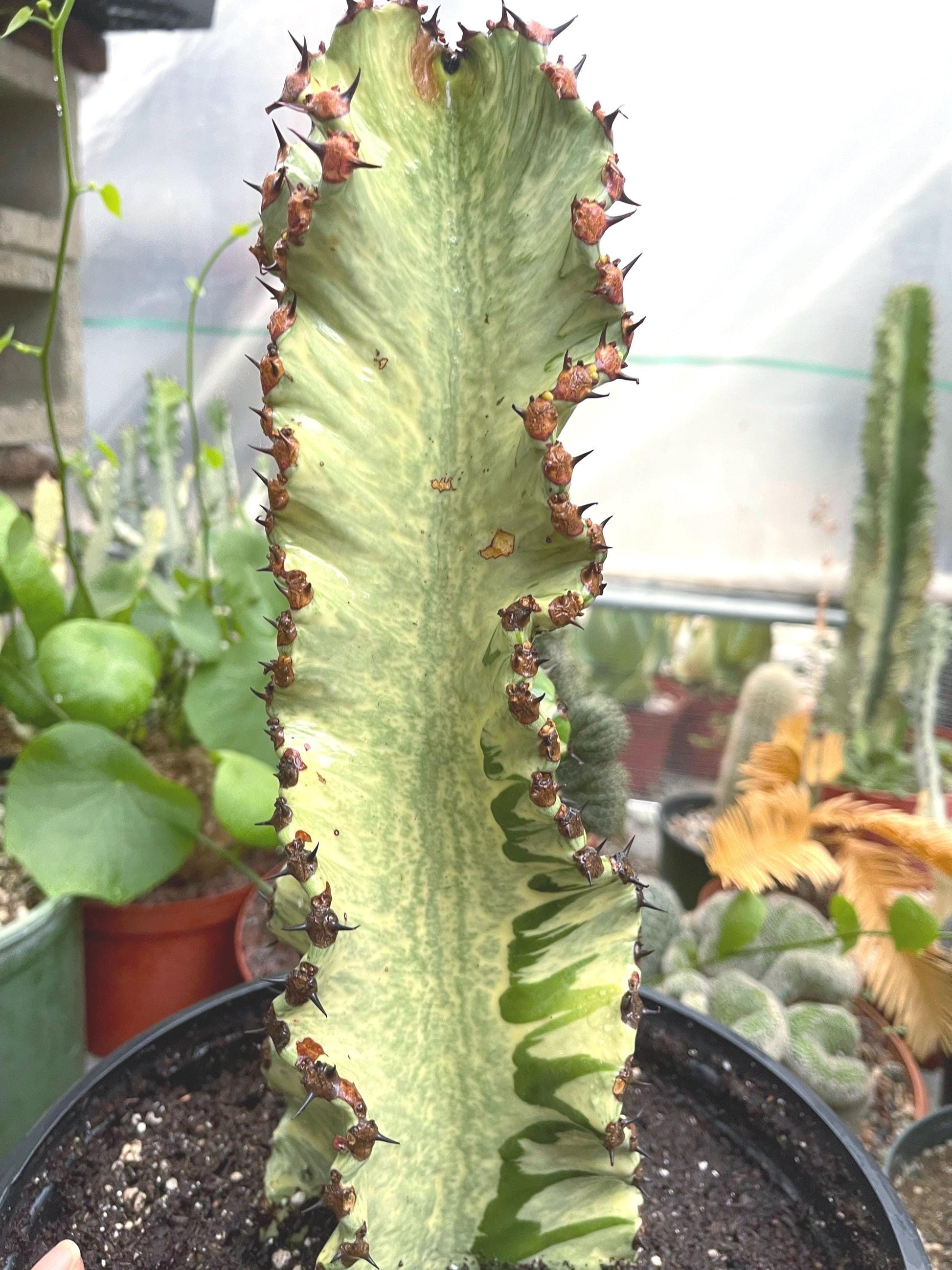 Large Euphobia Ammak with arms | African Candelabra Euphorbia | Live Cactus