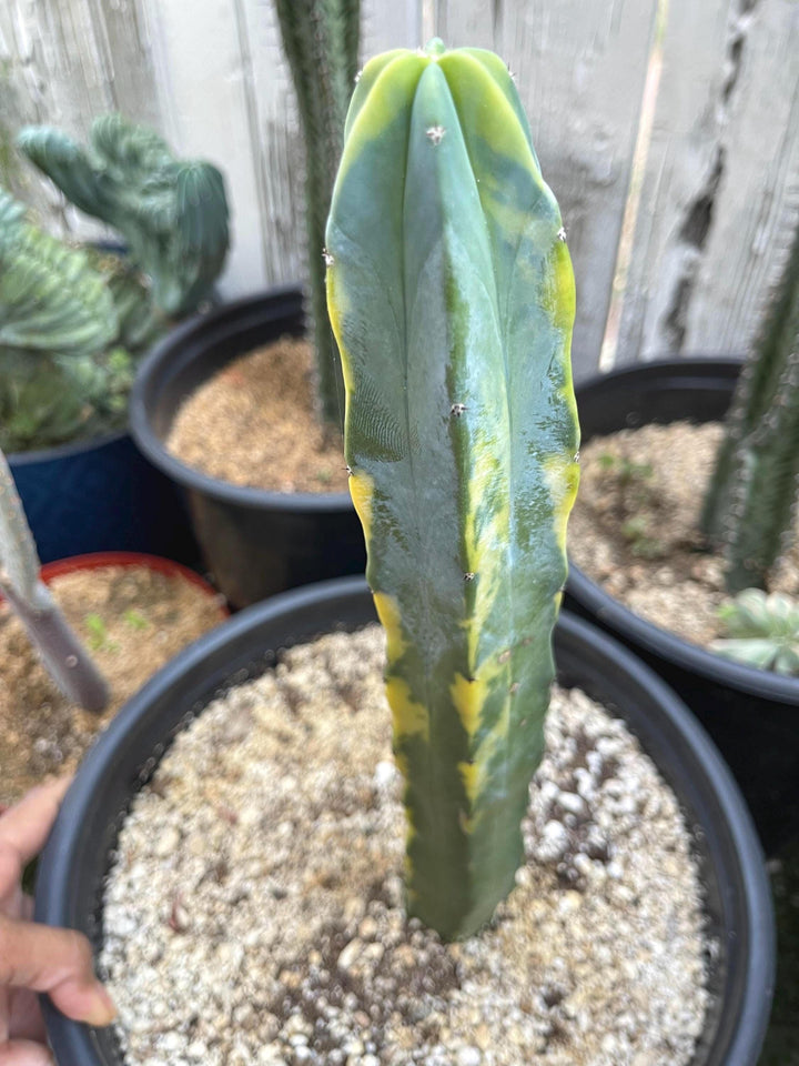 Variegated Myrtillocactus Geometrizans | Blue Myrtle Cactus | Blue Candle