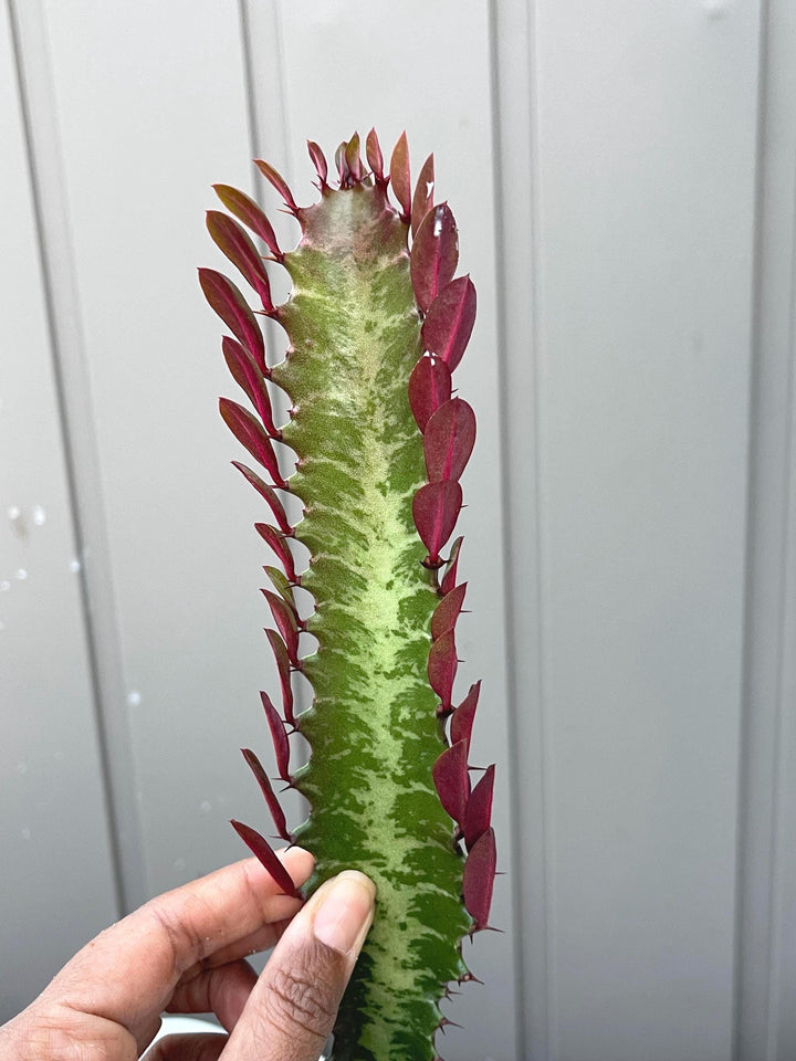 Euphorbia Trigona | Royal Red | Rubra | Good Luck Cactus | Live Succulent Plant | Rare Cactus | Sold Individual