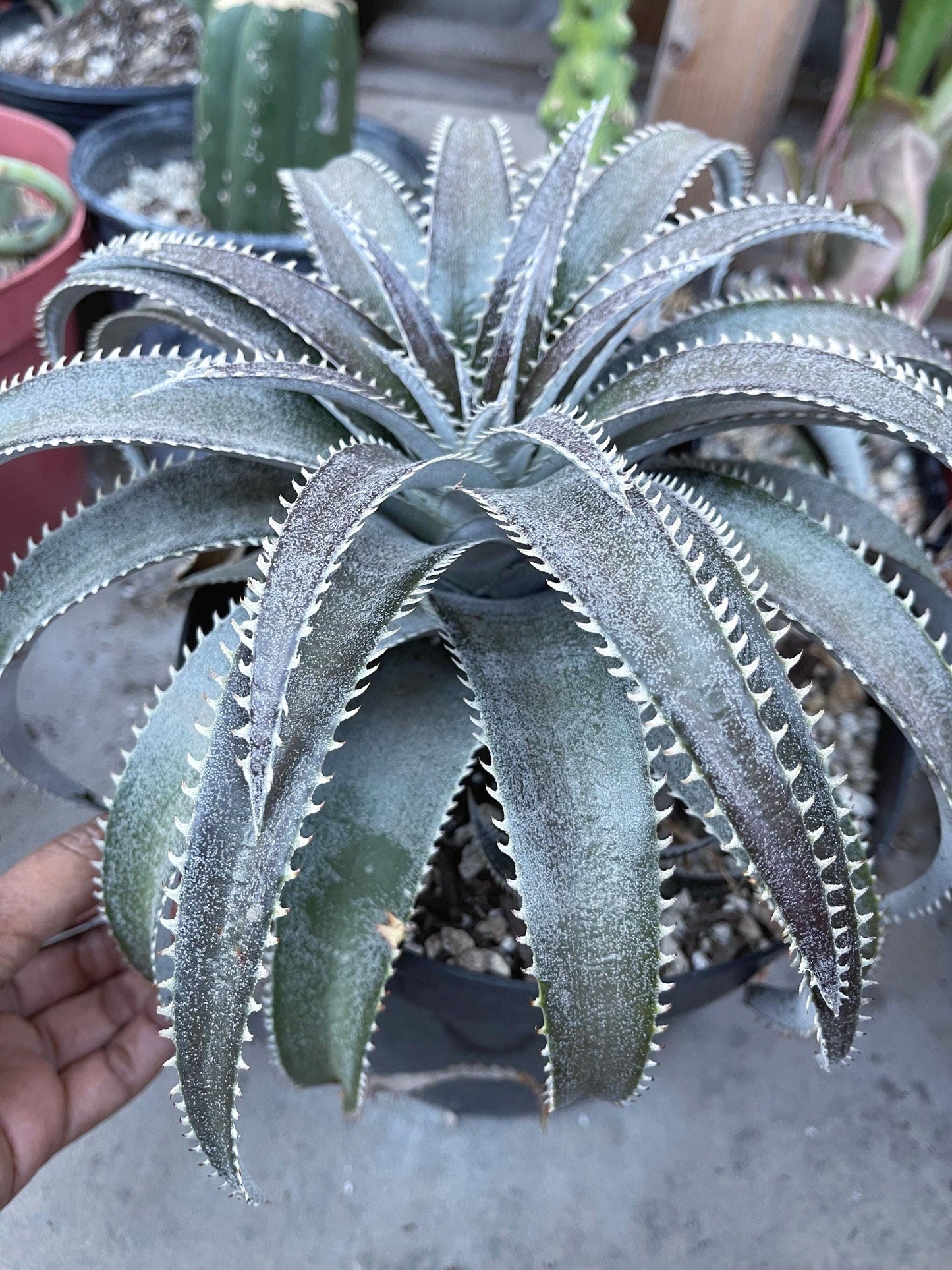 Dyckia Platyphylla | Live Plant | Live Succulent